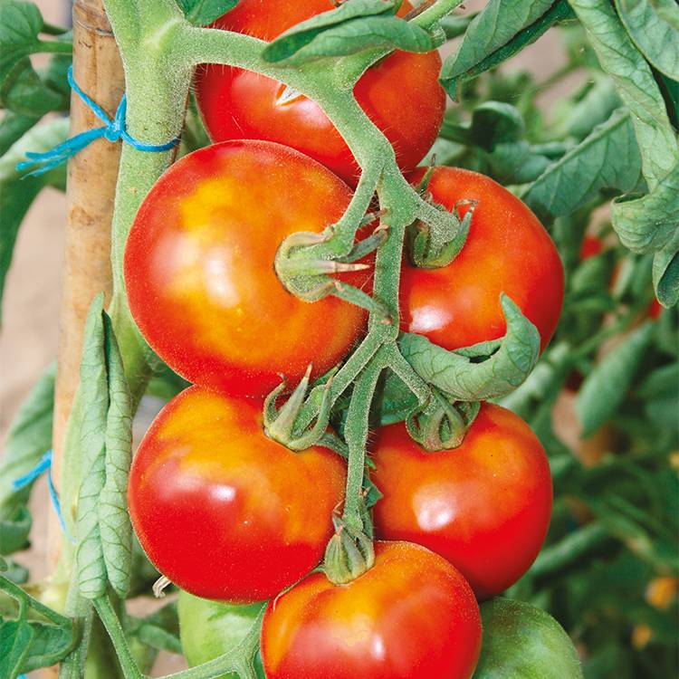 Plant de tomate ronde montfavet f1 pot de 0,5 litre - Image 1