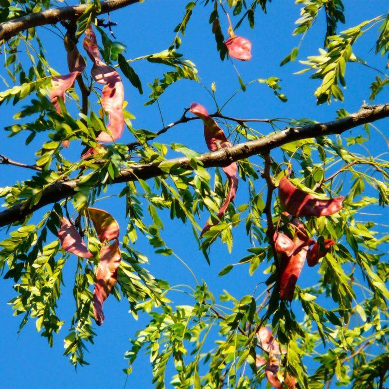 Févier d'amérique (Gleditsia triacanthos) - Godet - Taille 20/40cm - Pépinières Naudet - Image 2