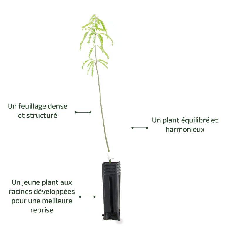 Févier d'amérique (Gleditsia triacanthos) - Godet - Taille 20/40cm - Pépinières Naudet - Image 4