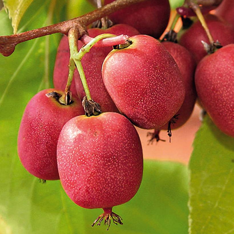 Kiwi arguta Bingo (femelle) - Kiwaï - Actinidia arguta Pot de 2L/3L