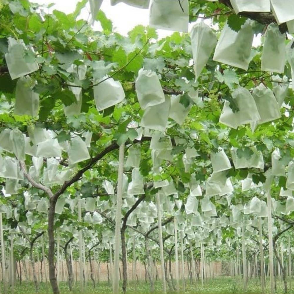 Lytech - Sachets de Protection en Non-Tissé 15x17 cm - Lot de 50 - Anti-Oiseaux et Insectes pour Petits Fruits - Lytech - Image 2