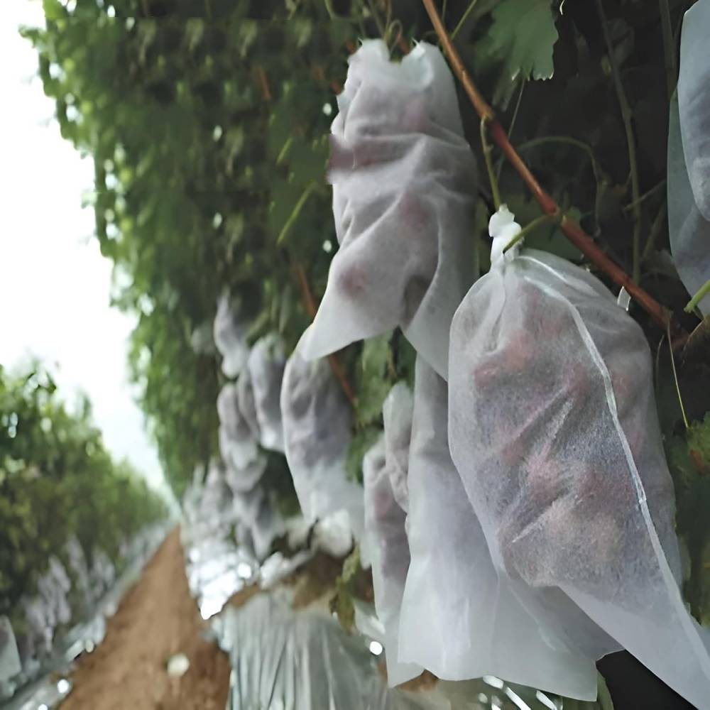 Lytech - Sachets de Protection en Non-Tissé 15x17 cm - Lot de 50 - Anti-Oiseaux et Insectes pour Petits Fruits - Lytech - Image 3