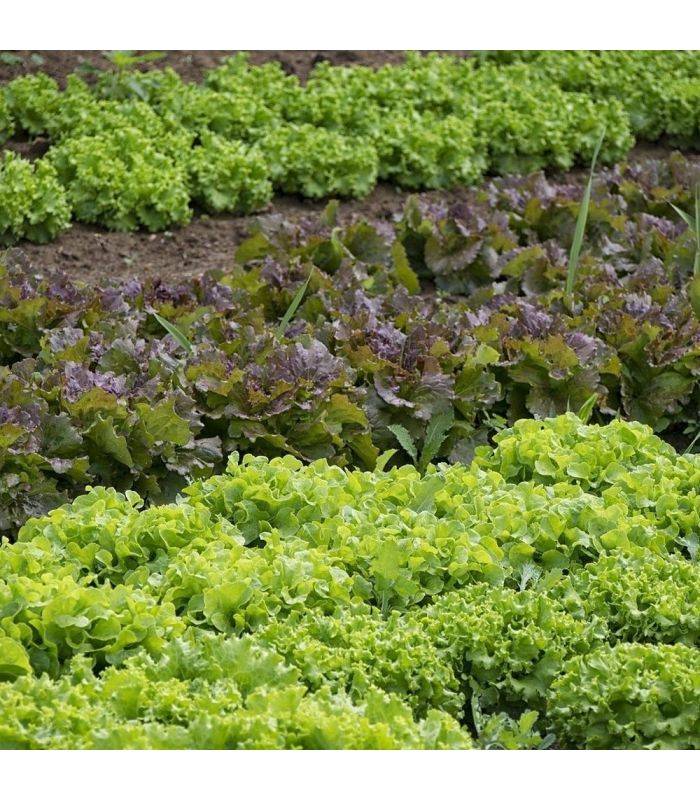 Paillage organique du potager 100% naturel, 10 sacs de 50 l - PRO217-48x50L - Image 4