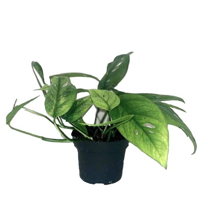 Epipremnum Cebu Blue 20cm - Plante d'intérieur- La Green Touch - Image 2