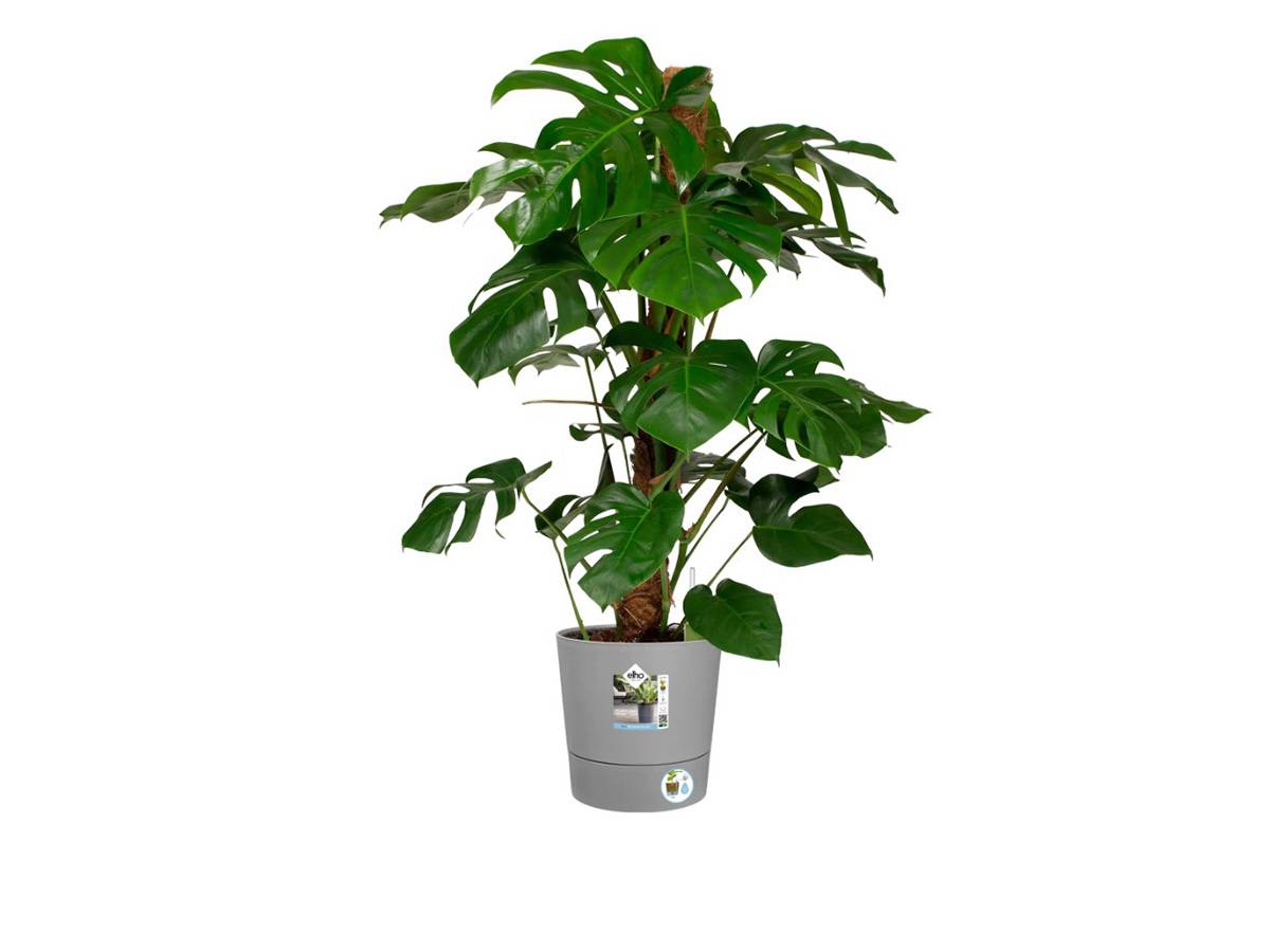 Elho - Elho - Pot De Fleurs - Greensense Aqua Care Rond 43 - Ciment Clair - Intérieur/extérieur - ø 43 X H 42.5 Cm - Image 9