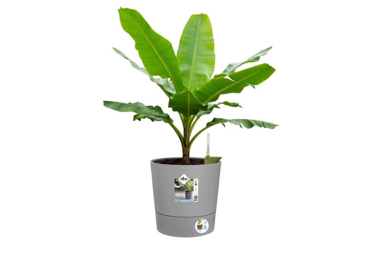 Elho - Elho - Pot De Fleurs - Greensense Aqua Care Rond 43 - Ciment Clair - Intérieur/extérieur - ø 43 X H 42.5 Cm - Image 7