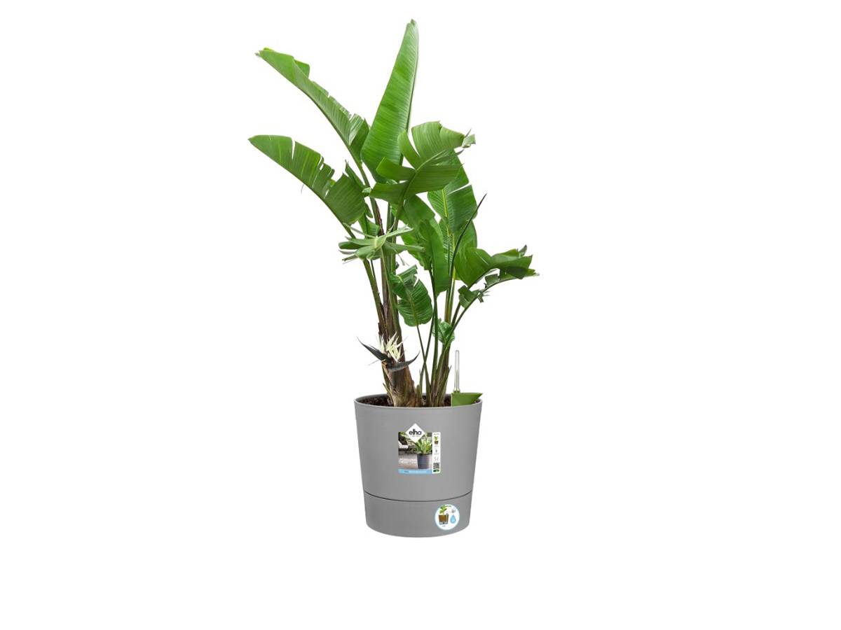 Elho - Elho - Pot De Fleurs - Greensense Aqua Care Rond 43 - Ciment Clair - Intérieur/extérieur - ø 43 X H 42.5 Cm - Image 8