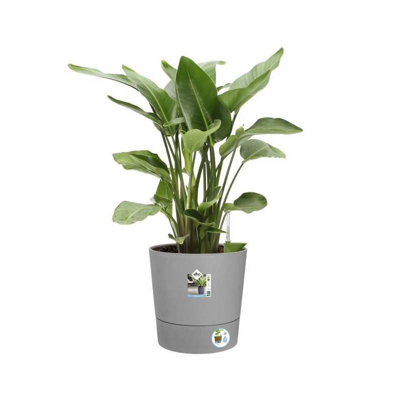 Elho - Elho - Pot De Fleurs - Greensense Aqua Care Rond 43 - Ciment Clair - Intérieur/extérieur - ø 43 X H 42.5 Cm - Image 3