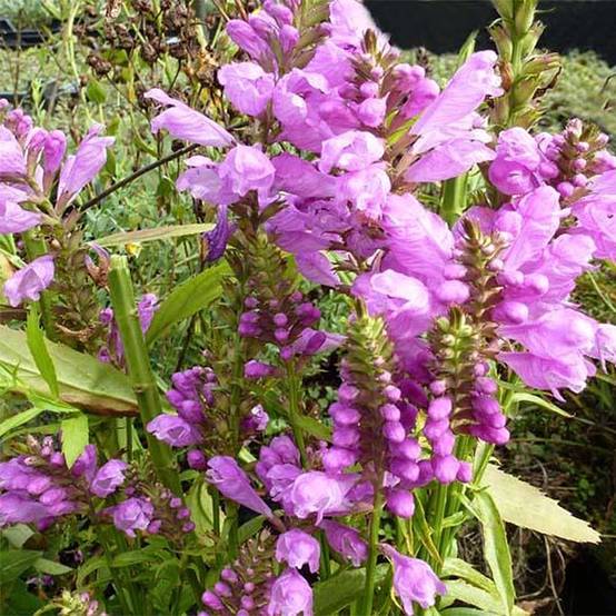Physostegia virginiana Red Beauty - Cataleptique Godet de 8/9 cm