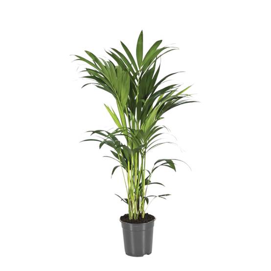 Howea Forsteriana 100cm - Plante d'intérieur- La Green Touch - Image 2