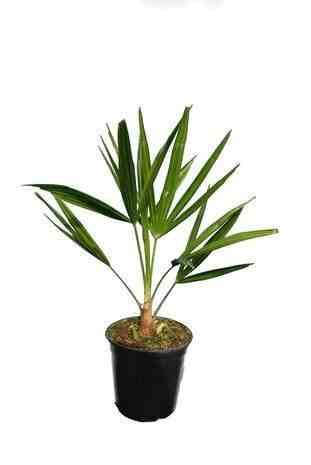 Sans Marque - Trachycarpus fortunei (palmier chanvre, palmier moulin à vent) Couleur floraison:jaune - Taille:80L pied 140/160 - total 200/250cm - Image 5