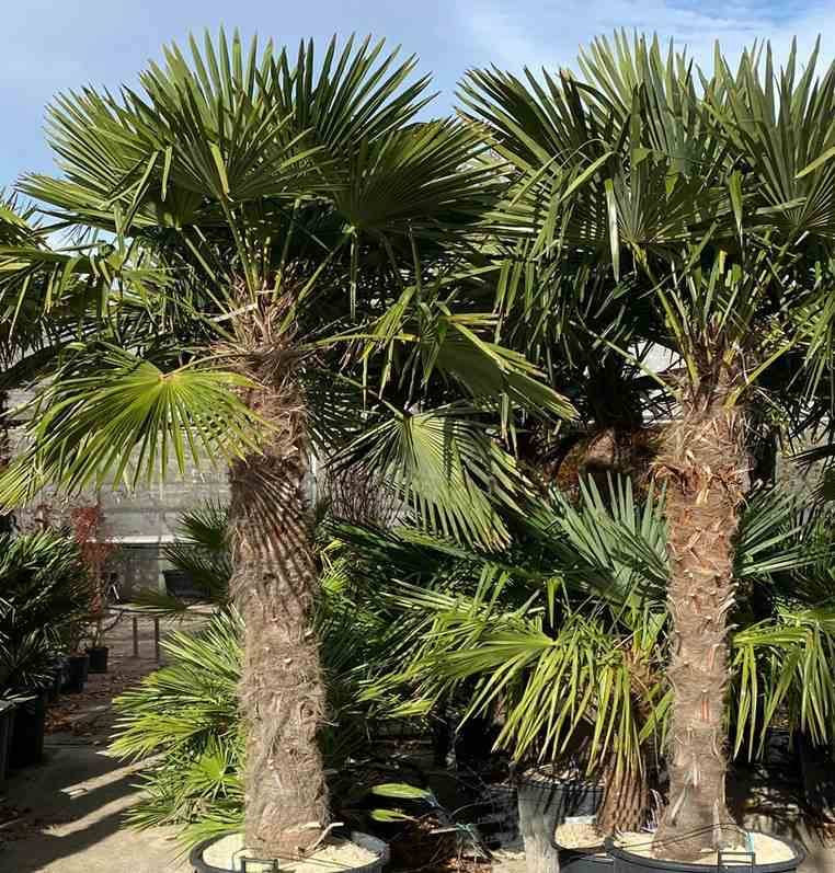 Sans Marque - Trachycarpus fortunei (palmier chanvre, palmier moulin à vent) Couleur floraison:jaune - Taille:80L pied 140/160 - total 200/250cm - Image 2