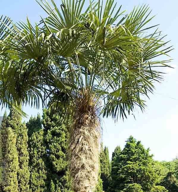 Sans Marque - Trachycarpus fortunei (palmier chanvre, palmier moulin à vent) Couleur floraison:jaune - Taille:80L pied 140/160 - total 200/250cm - Image 6