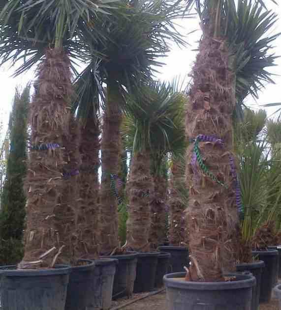 Sans Marque - Trachycarpus fortunei (palmier chanvre, palmier moulin à vent) Couleur floraison:jaune - Taille:80L pied 140/160 - total 200/250cm - Image 3