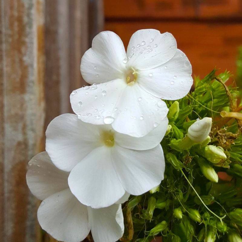3 Phlox 'White Delight' - Lot de 3 vivaces - Pépinières Naudet - Image 1
