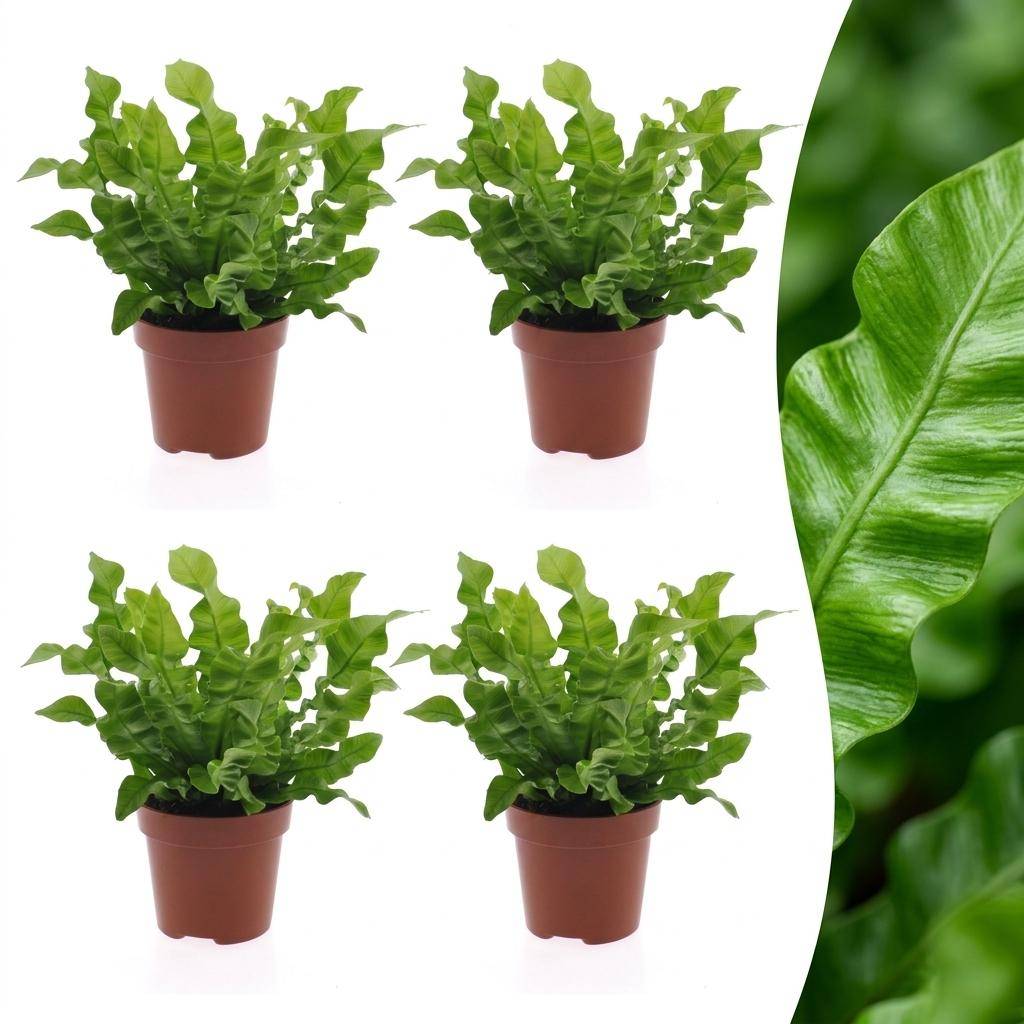 Asplenium Crispy Wave - Fougère Crispy Wave - Pot de 12cm - 4 plantes - Sans cache-pot - Plantes d'intérieur