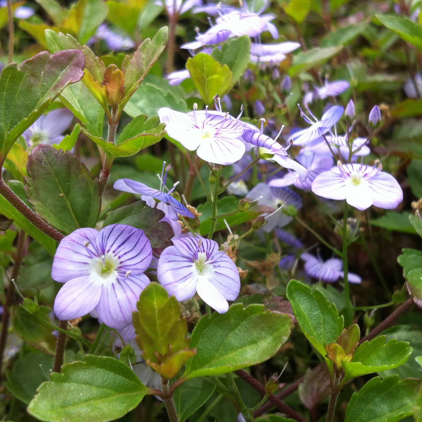 Veronica petraea Madame Mercier - Véronique  Godet de 8/9 cm