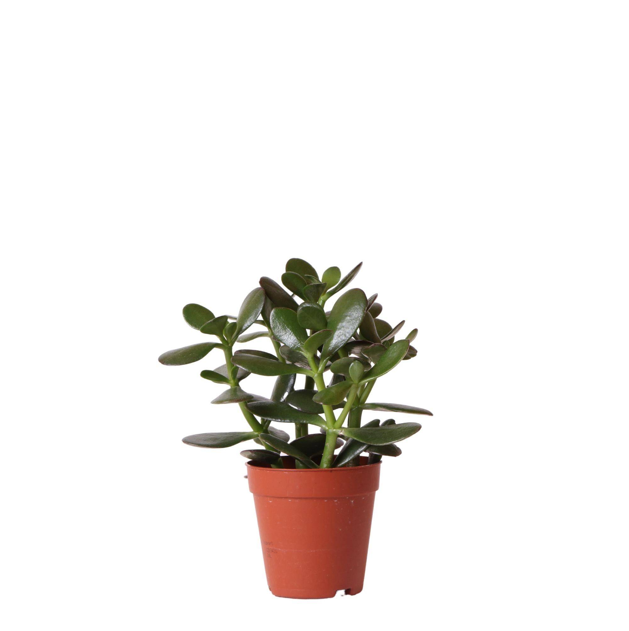 Crassula Ovata h20cm - plante grasse d'intérieur- La Green Touch