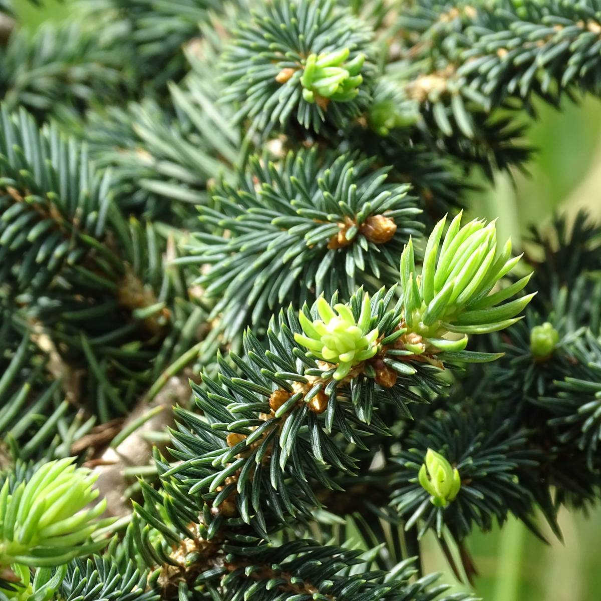 Epicea bleu - Picea pungens Sonia                              Pot de 4L/5L