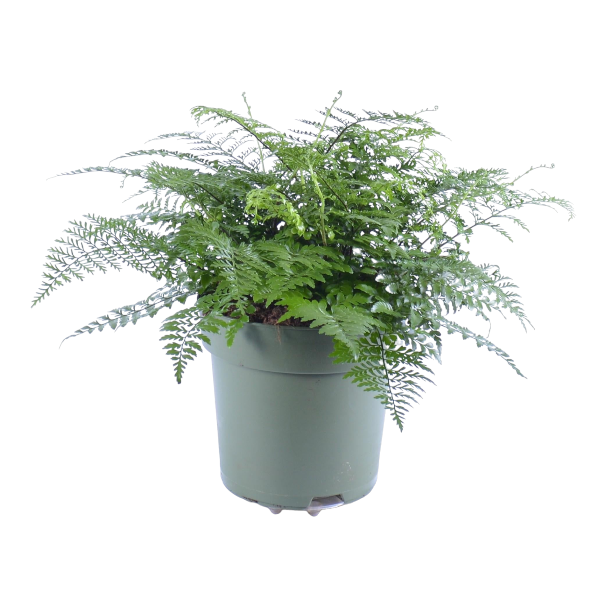 Asplenium 'Parvati' 50cm - Plante d'intérieur- La Green Touch