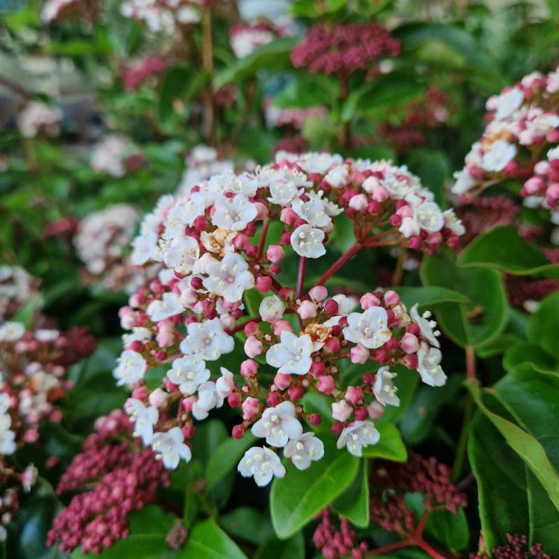 Viorne, Laurier Tin Lisarose®, Viburnum à fleurs Rose/Blanche - feuillage Persistant - Pot de 3L - 20/40 cm - Image 1
