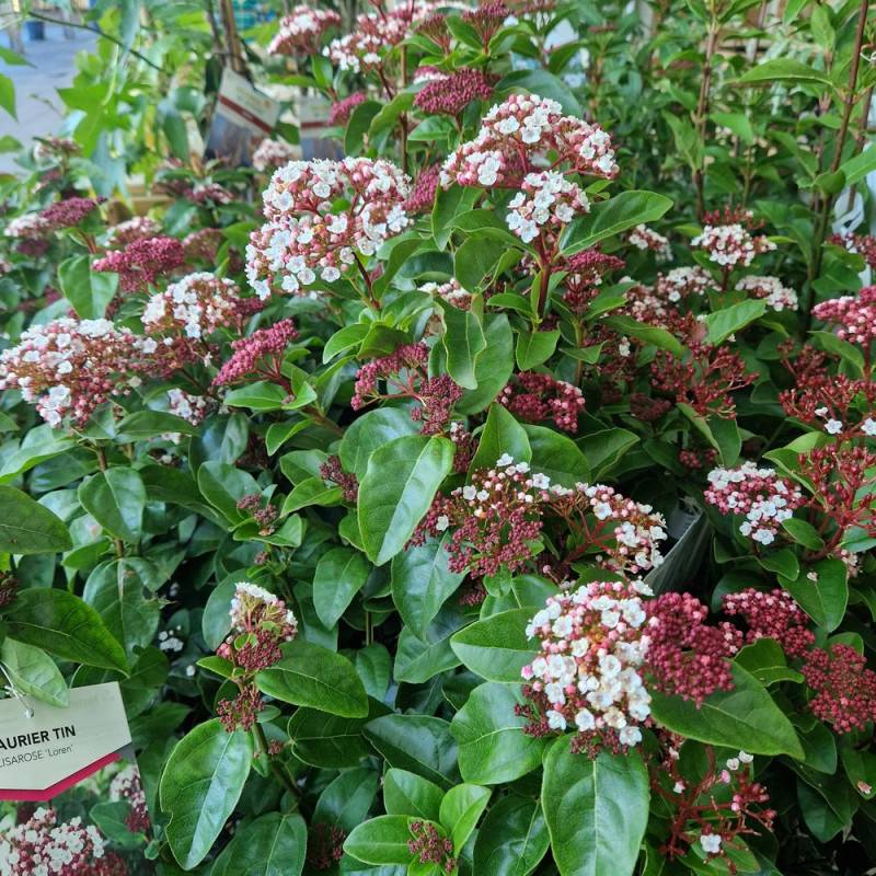 Viorne, Laurier Tin Rock 'n Rolla®, Viburnum à fleurs Blanche - feuillage Persistant - Pot de 3L - 20/40 cm-  hauteur à maturité De 1,50 m à 2,00 m - Image 6