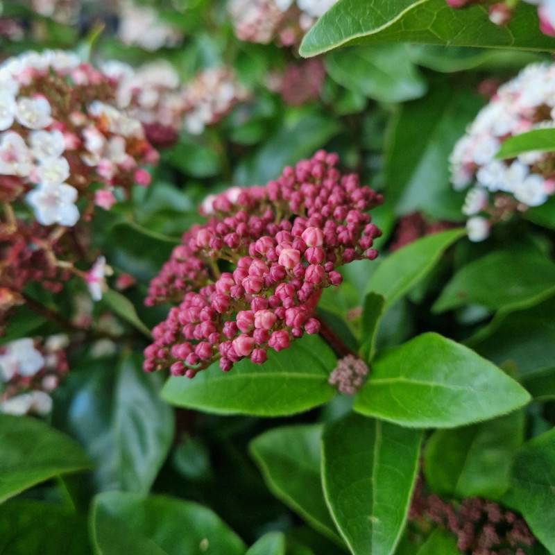Viorne, Laurier Tin Lisarose®, Viburnum à fleurs Rose/Blanche - feuillage Persistant - Pot de 3L - 20/40 cm - Image 7