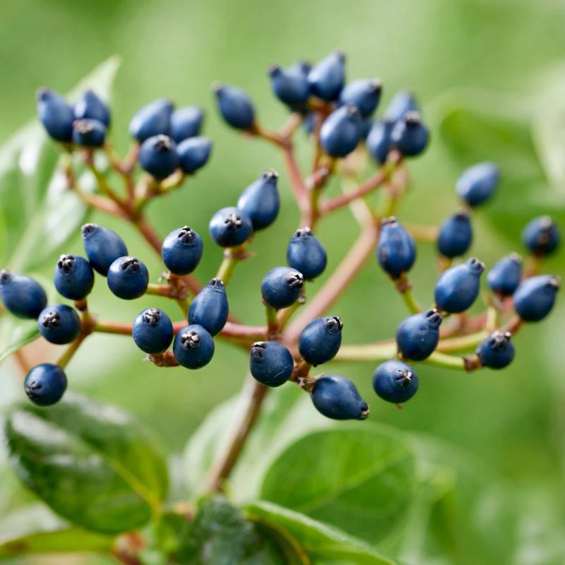 Viorne, Laurier Tin Rock 'n Rolla®, Viburnum à fleurs Blanche - feuillage Persistant - Pot de 3L - 20/40 cm-  hauteur à maturité De 1,50 m à 2,00 m - Image 3
