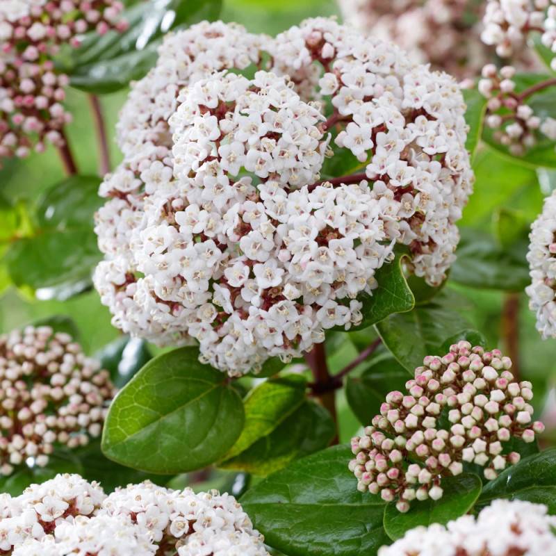 Viorne, Laurier Tin Rock 'n Rolla®, Viburnum à fleurs Blanche - feuillage Persistant - Pot de 3L - 20/40 cm-  hauteur à maturité De 1,50 m à 2,00 m - Image 2