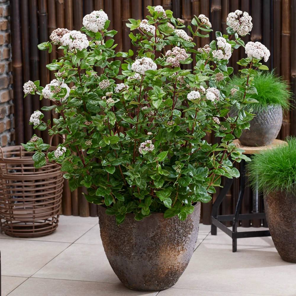 Viorne, Laurier Tin Rock 'n Rolla®, Viburnum à fleurs Blanche - feuillage Persistant - Pot de 3L - 20/40 cm-  hauteur à maturité De 1,50 m à 2,00 m - Image 1