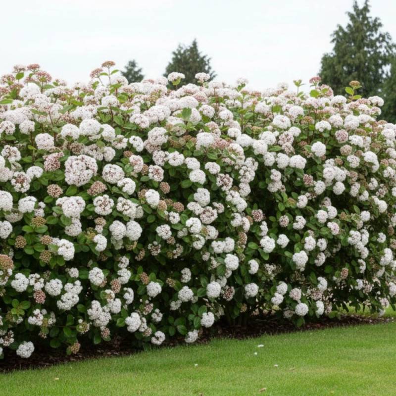 Viorne, Laurier Tin Rock 'n Rolla®, Viburnum à fleurs Blanche - feuillage Persistant - Pot de 3L - 20/40 cm-  hauteur à maturité De 1,50 m à 2,00 m - Image 5