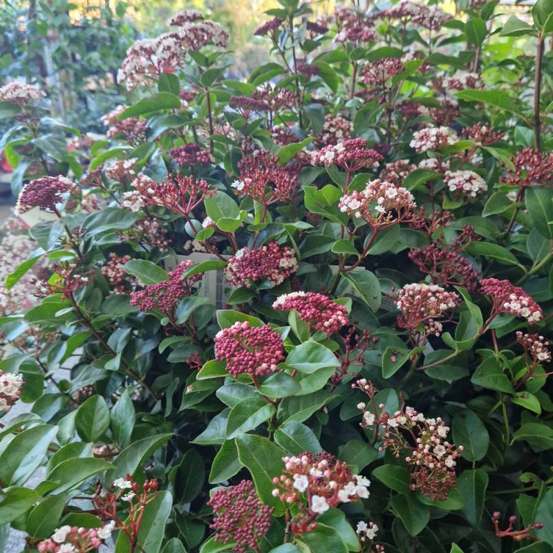 Viorne, Laurier Tin Rock 'n Rolla®, Viburnum à fleurs Blanche - feuillage Persistant - Pot de 3L - 20/40 cm-  hauteur à maturité De 1,50 m à 2,00 m - Image 8