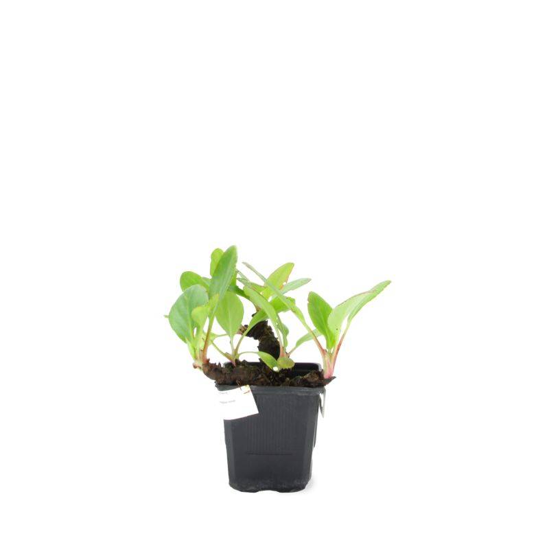 3 Bergénies à Fleurs Blanches (Bergenia 'Bressingham White') - Lot de 3 vivaces - Pépinières Naudet - Image 2