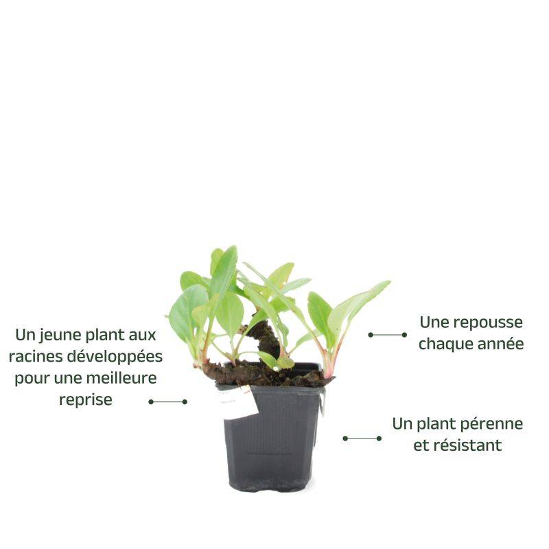3 Bergénies à Fleurs Blanches (Bergenia 'Bressingham White') - Lot de 3 vivaces - Pépinières Naudet - Image 3