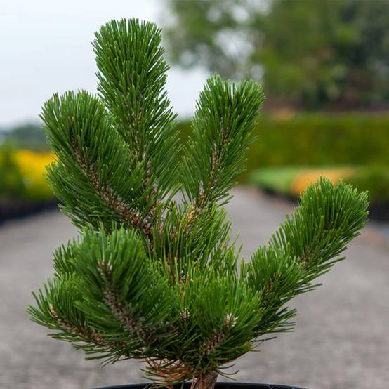 Pin noir - Pinus nigra Oregon Green Pot de 2L/3L - Image 1