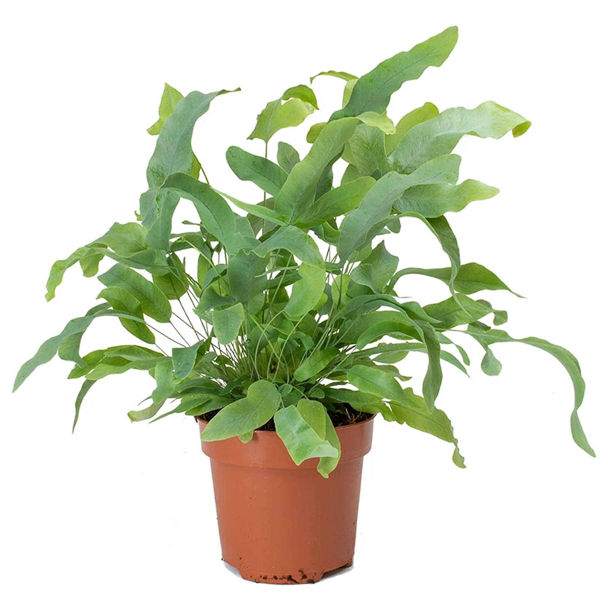 Gardenersdream - Cadeau Plante Phlebodium Blue Star | Superbe Fougère D'Intérieur (De 25 À 35 Cm Pot Inclus) - GardenersDream - Image 2