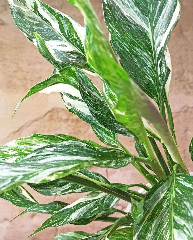Spathiphyllum Diamond Variegata - Fleur de Lune D. 14cm H. 55cm - Plante d'intérieur - IndoorPoppies - Image 4