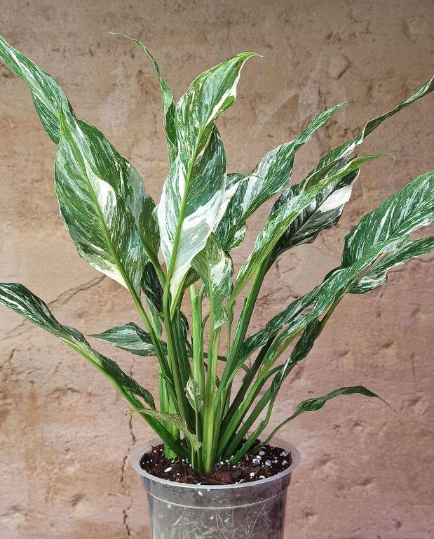 Spathiphyllum Diamond Variegata - Fleur de Lune D. 14cm H. 55cm - Plante d'intérieur - IndoorPoppies - Image 3
