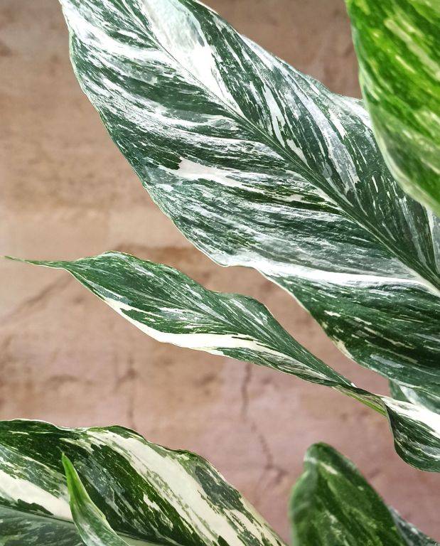 Spathiphyllum Diamond Variegata - Fleur de Lune D. 14cm H. 55cm - Plante d'intérieur - IndoorPoppies - Image 2