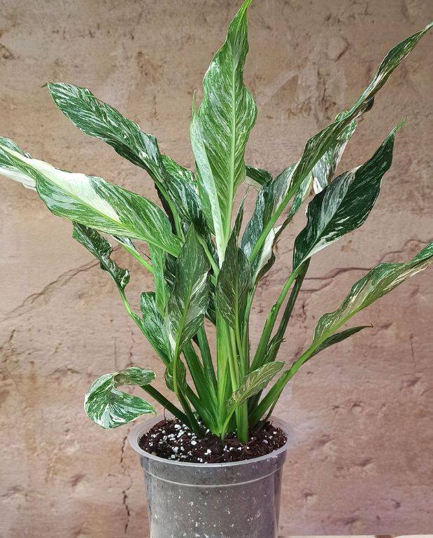 Spathiphyllum Diamond Variegata - Fleur de Lune D. 14cm H. 55cm - Plante d'intérieur - IndoorPoppies - Image 1