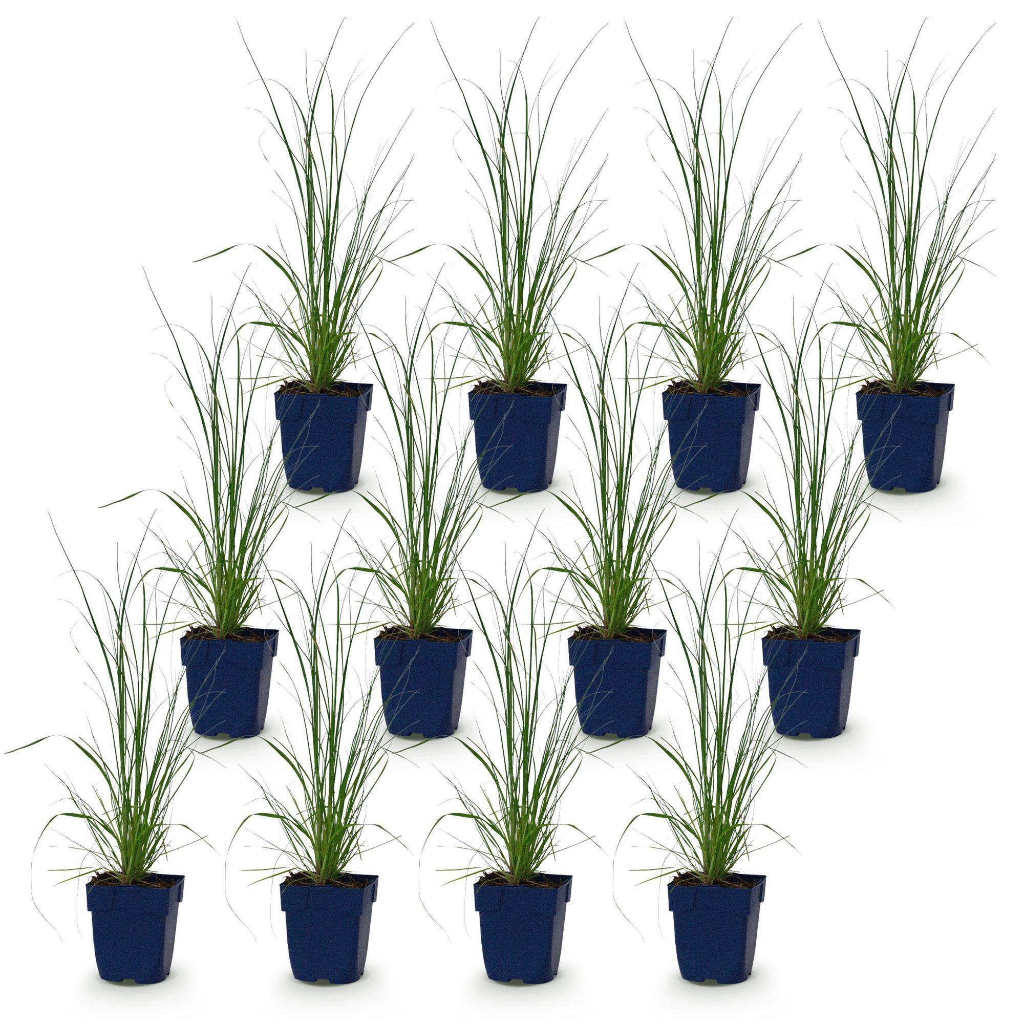 Herbe de la pampa naine 'Pumila' (Cortaderia selloana) - graminée à plumets - Pot 11 cm - Hauteur 25 cm - 12 plants - Plantes d'intérieur - Image 2