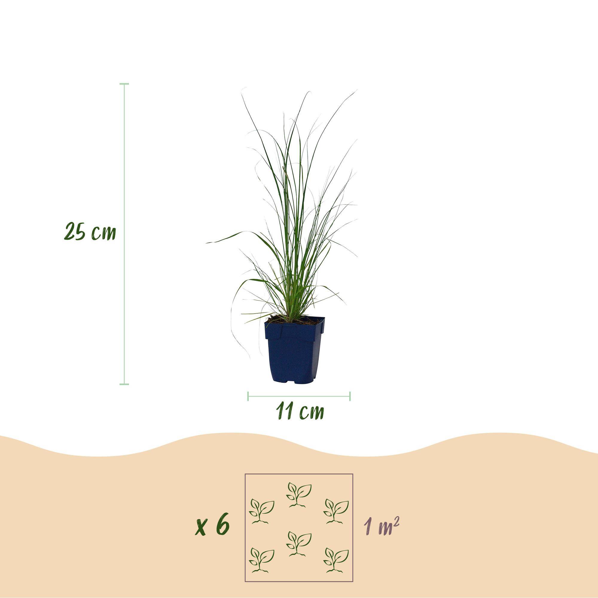Herbe de la pampa naine 'Pumila' (Cortaderia selloana) - graminée à plumets - Pot 11 cm - Hauteur 25 cm - 12 plants - Plantes d'intérieur - Image 3