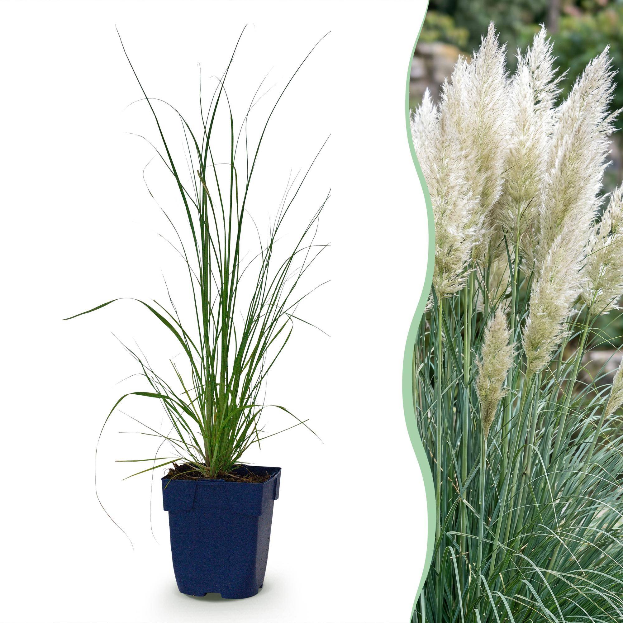 Herbe de la pampa naine 'Pumila' (Cortaderia selloana) - graminée à plumets - Pot 11 cm - Hauteur 25 cm - 12 plants - Plantes d'intérieur - Image 1