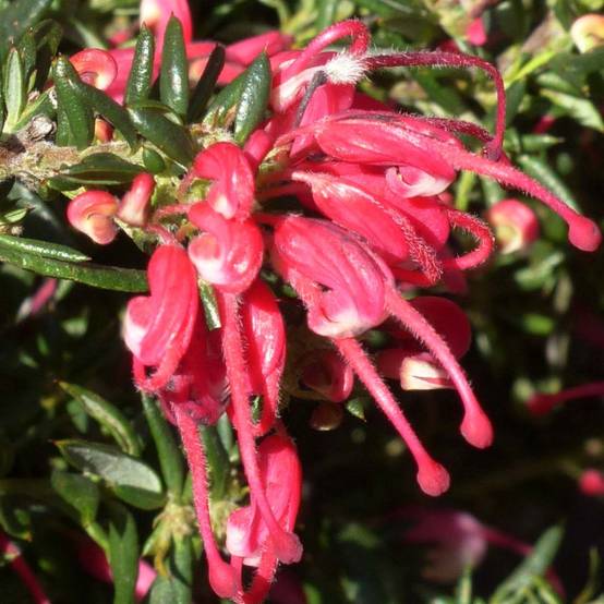 Promesse de Fleurs - Grevillea Poorinda Rondeau - Grévillier Pot de 3L/4L, Buisson, Touffe - Image 1