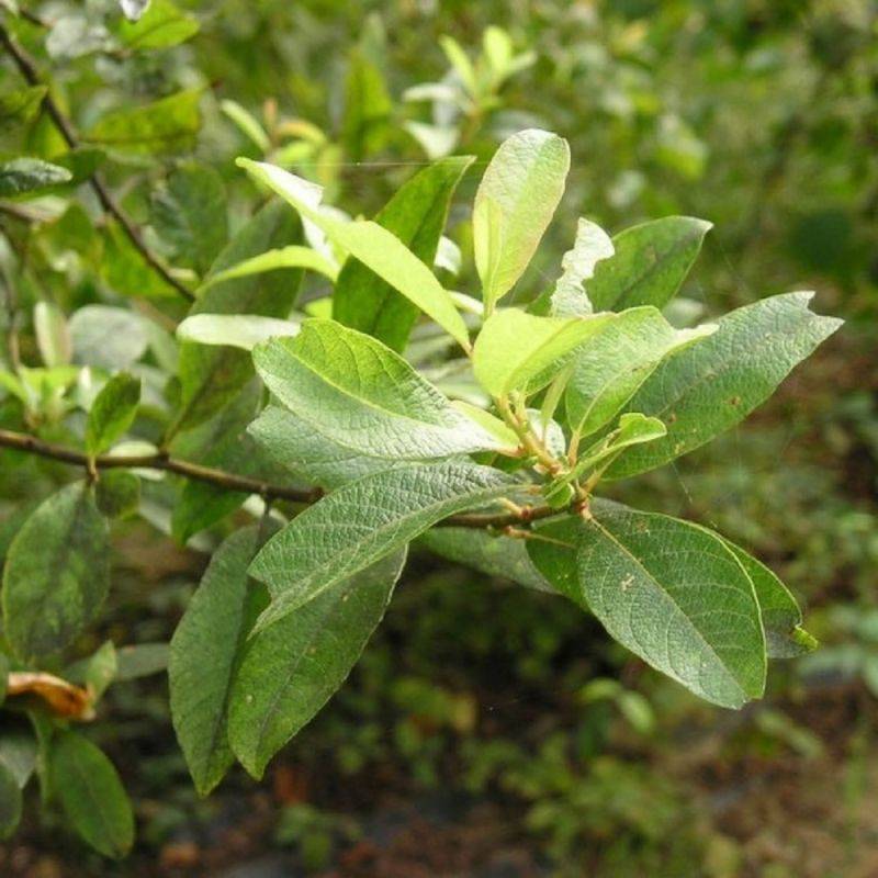 Saule marsault (Salix caprea) - Godet - Taille 20/40cm - Pépinières Naudet - Image 1