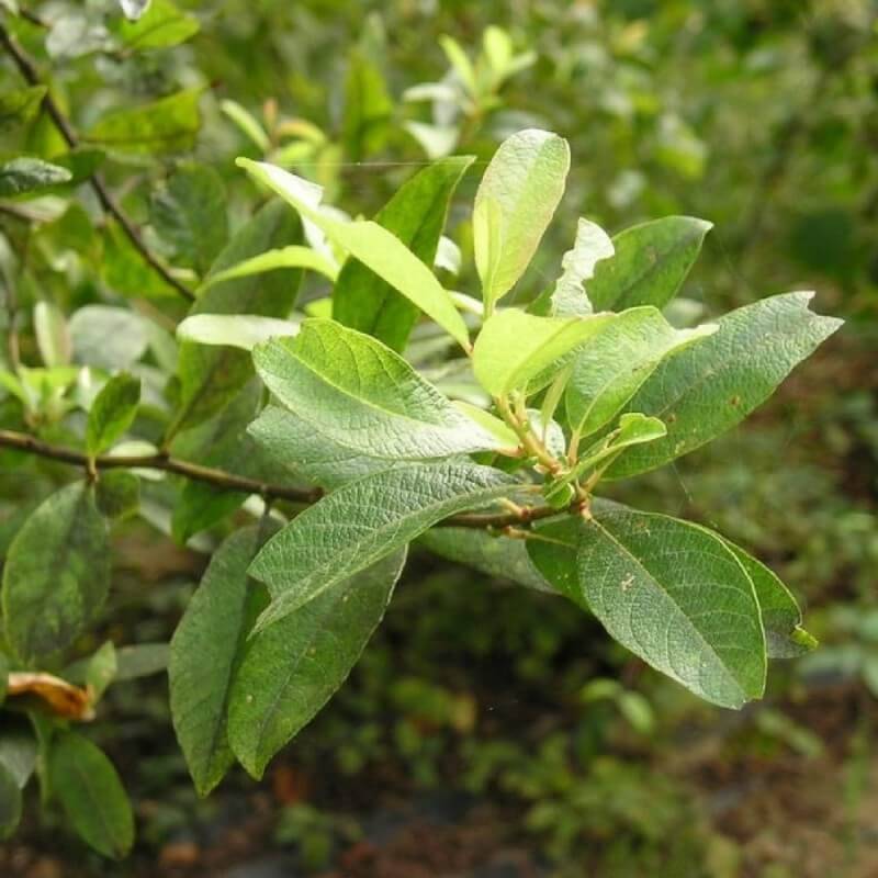 Saule marsault (Salix caprea) - Godet - Taille 20/40cm - Pépinières Naudet - Image 3