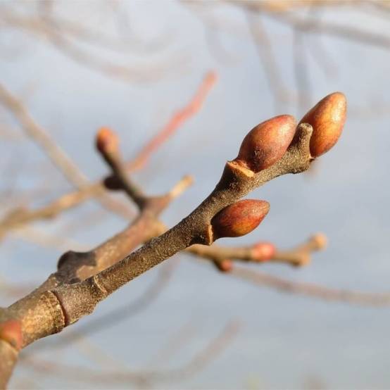 Saule marsault (Salix caprea) - Godet - Taille 20/40cm - Pépinières Naudet - Image 2
