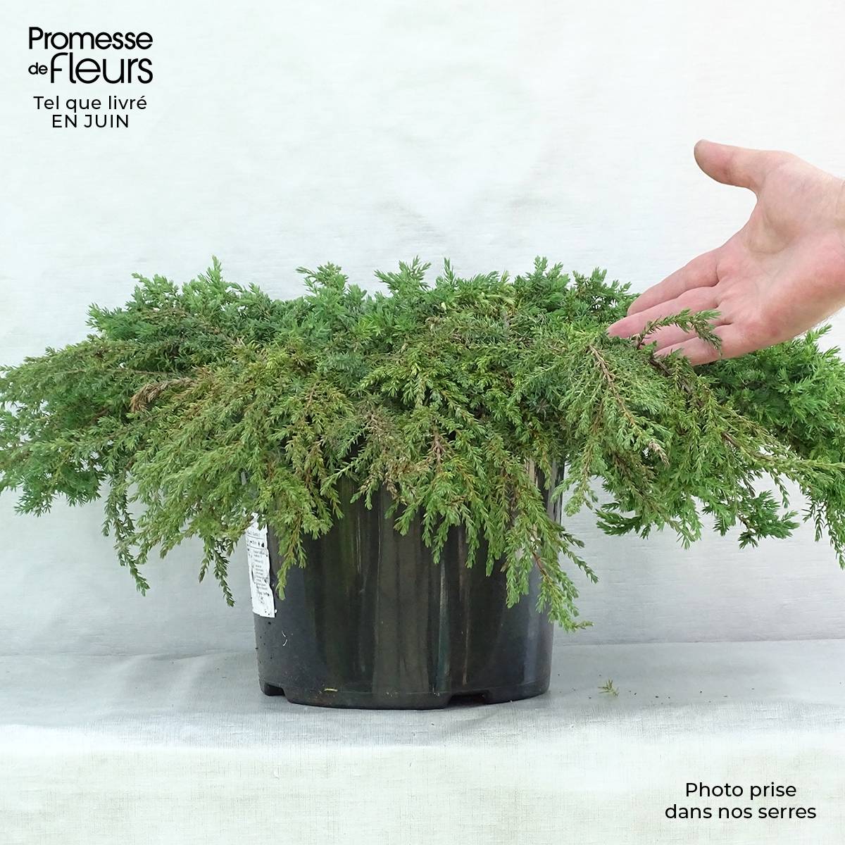 Genévrier commun - Juniperus communis Green Carpet    Pot de 7,5L/10L - Image 2