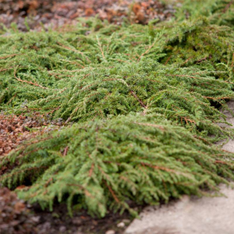Genévrier commun - Juniperus communis Green Carpet    Pot de 7,5L/10L - Image 1