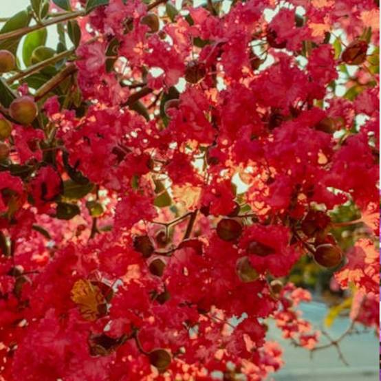 Lilas des Indes Périgord Pourpre, Lagerstroemia à fleurs Rouge/ - feuillage Caduc - Pot de 7,5L - 60/80 cm - Image 2